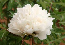 flare carte blanche_1